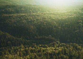 Economic Policies for Environmental Protection: What Works and What Doesn’t?