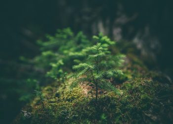 Economic Policies for Environmental Protection: What Works and What Doesn’t?