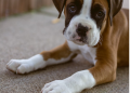 How to Find a Good Boxer Puppy: A Comprehensive Guide