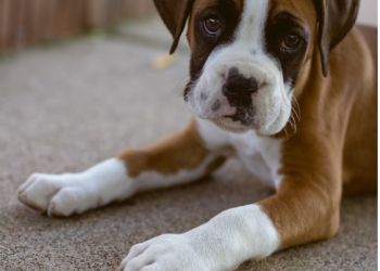 How to Find a Good Boxer Puppy: A Comprehensive Guide