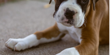 How to Find a Good Boxer Puppy: A Comprehensive Guide