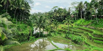 Ubud Accommodation: Peaceful Retreats in Bali’s Heart