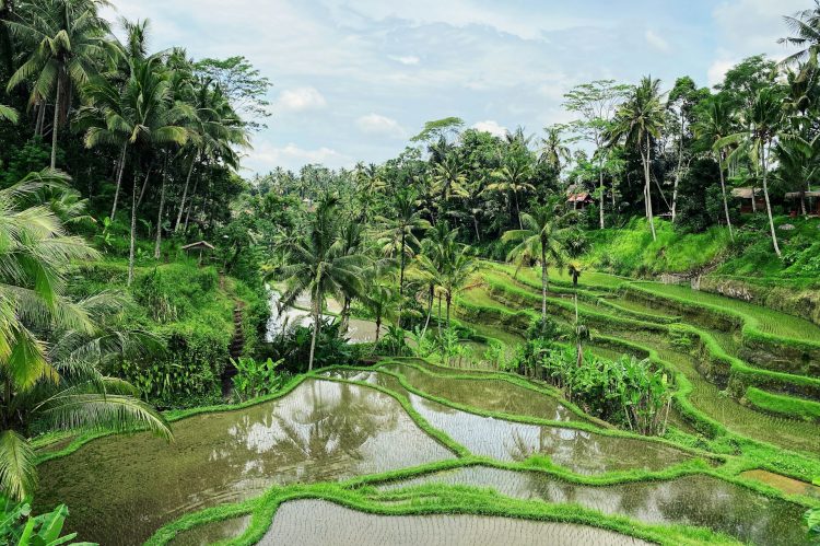 Ubud Accommodation: Peaceful Retreats in Bali’s Heart