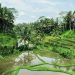 Ubud Accommodation: Peaceful Retreats in Bali’s Heart