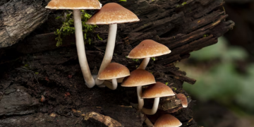 How to Grow Your Own Lion’s Mane Mushrooms