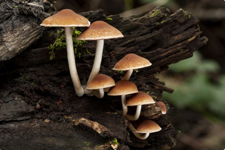 How to Grow Your Own Lion’s Mane Mushrooms